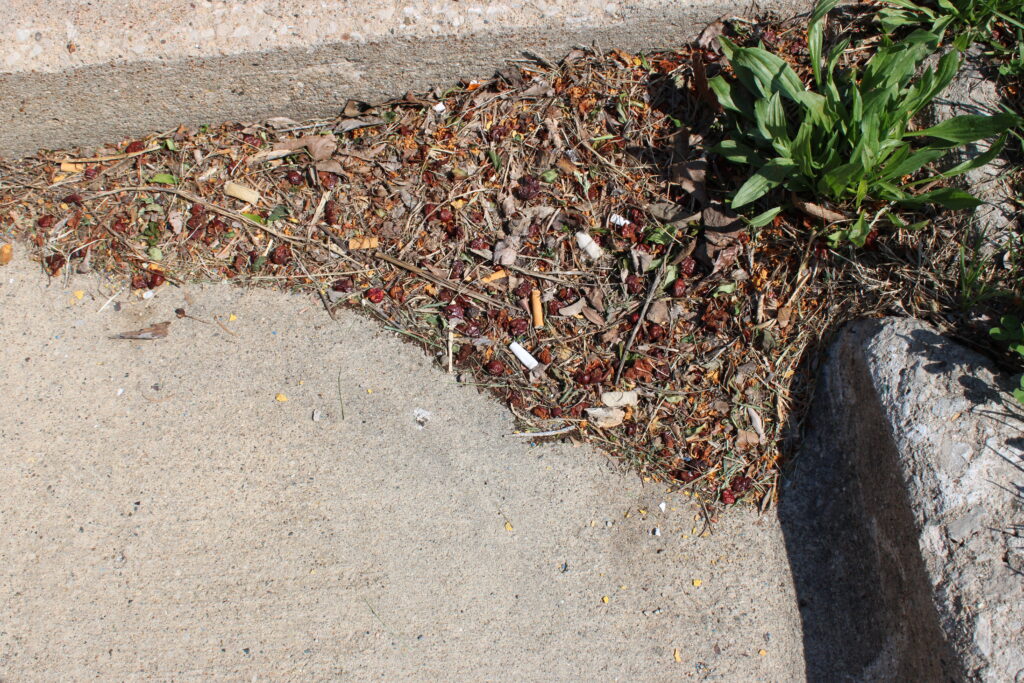 A pile of debris and cigarette discards build up in a corner of the concrete in the parking lot. 